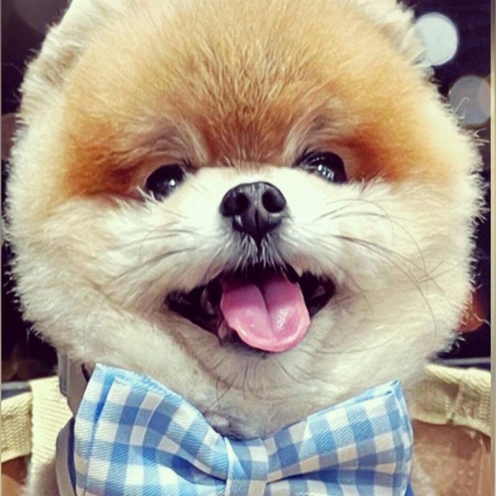 Meet Bear the Mini Posher 🧸